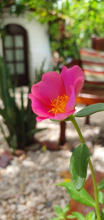 Pousada Jerimagia จีโจกา จี เจรีกวากวารา ภายนอก รูปภาพ